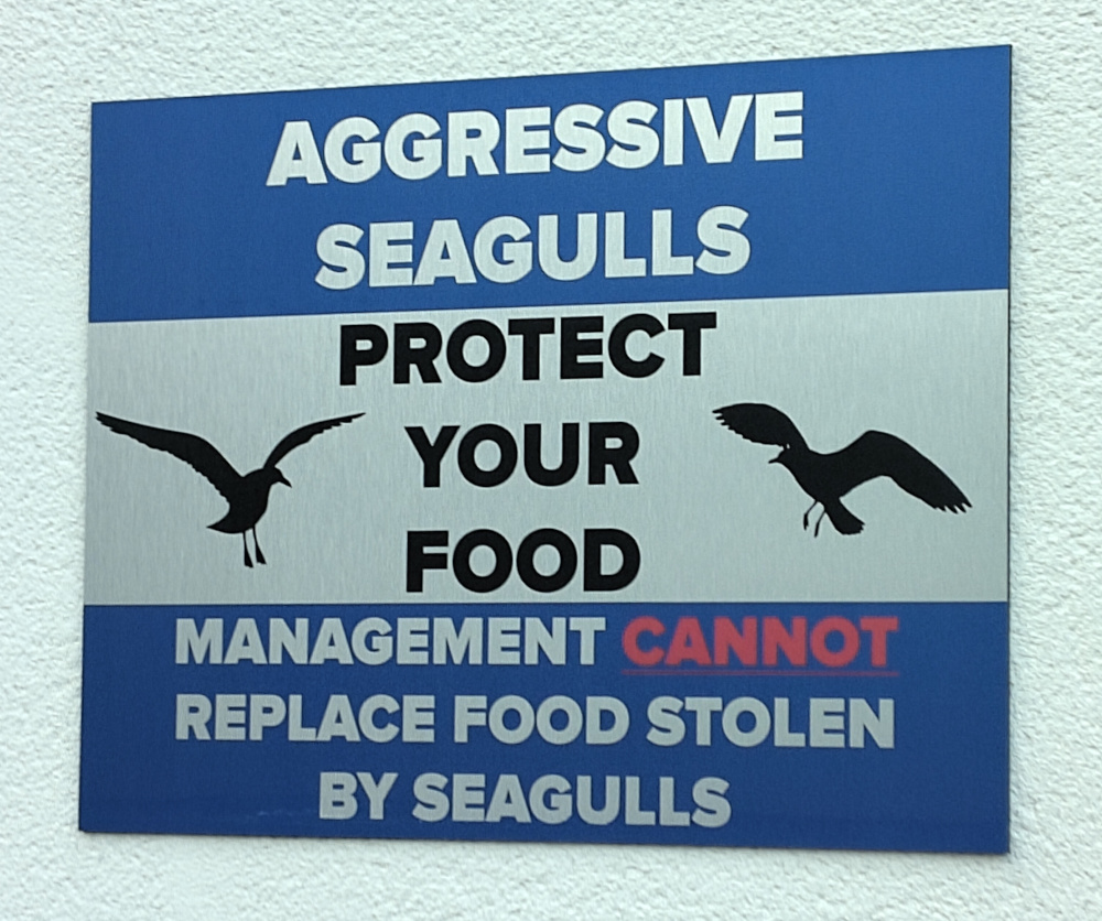 Seagulls Seagulls