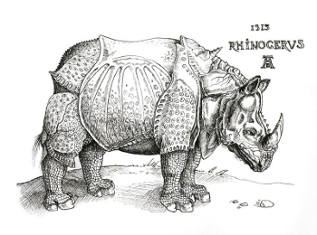 Rhinocéros blanc